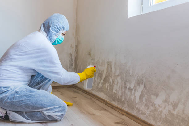 Licensed Basement Mold Remediation service in Mundelein, IL - WQB Mold Removal