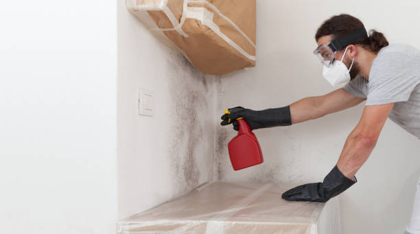 Professional Basement Mold Remediation technician working in Mundelein, IL