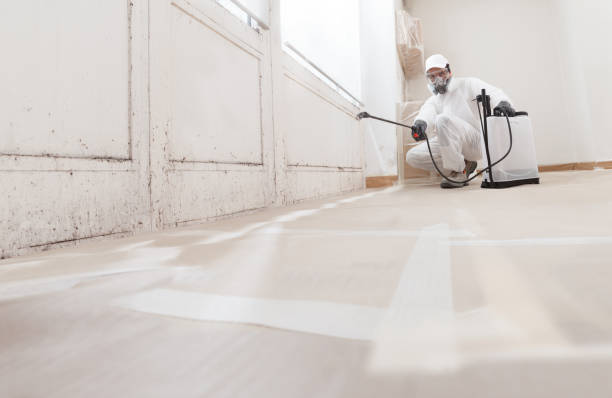24/7 Emergency Basement Mold Remediation experts in Mundelein, IL