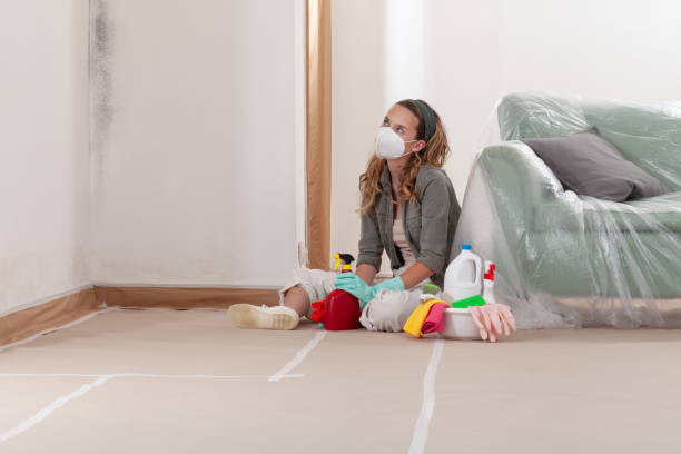 Reliable Basement Mold Remediation contractor in Mundelein, IL by WQB Mold Removal