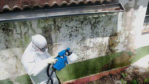 Top rated local Basement Mold Remediation specialists in Mundelein, IL